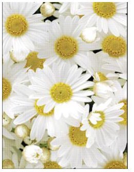 Блокнот LETTS DAISY, 96 листов, формат А6, линейка Блокнот LETTS DAISY, 96 листов, формат А6, линейка